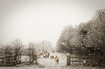 sheep in falling snow 