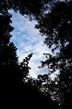 looking up at the clouds through tree branches