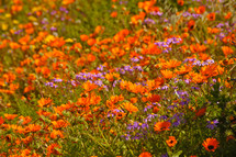Orange and purple daisies