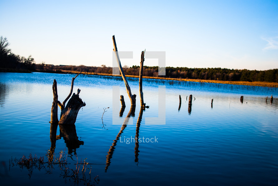 trees stumps in a lake