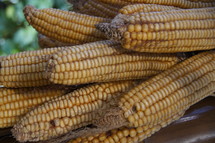 Ears of corn. Autumn, fall, season, harvest, crop, food.