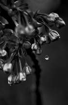 water dropping off of flower buds