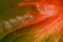 Closeup of leaf