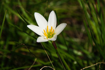 single flower in green grass