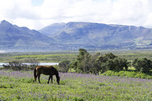 Horse grazing in meadow