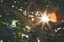 Sun shining through tree branches