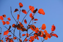 red autumn leaves on a tree against a blue sky