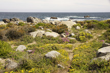 wild flowers and rocks by the ocean