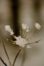snow on a dead flower