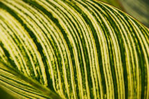 Broad green striped leaf background 
