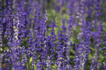 purple wild flowers flowers