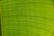Large broad leaf with striped pattern