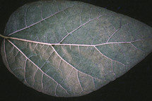 veins on a leaf 