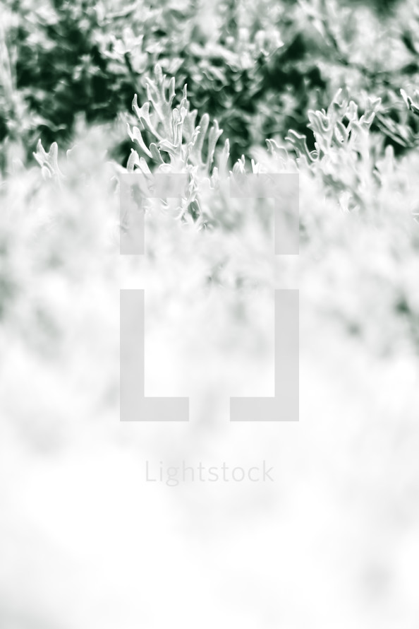 white and green foliage background 