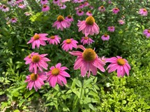 many pink rudbeckia flowers in a sunny garden with plenty of green leaves
