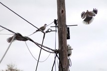 pigeons landing on power lines 