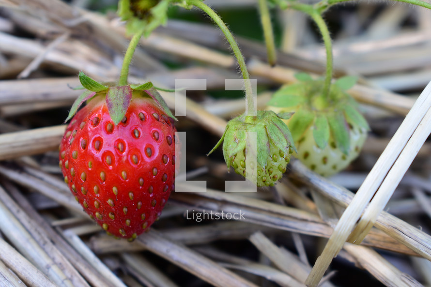red and green strawberries 
