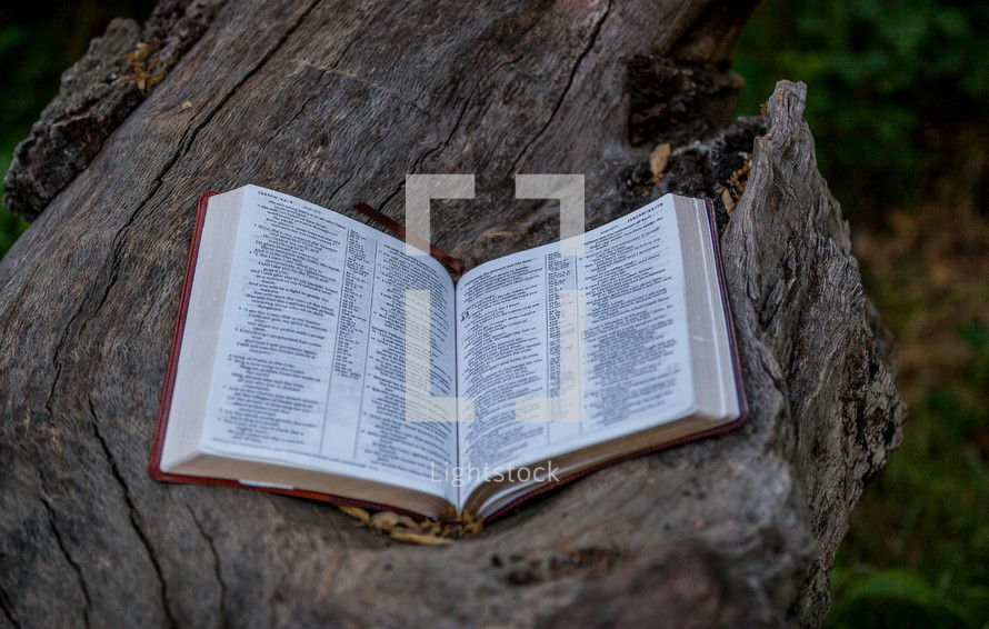open Bible on a log 