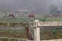 horses in a paddock 