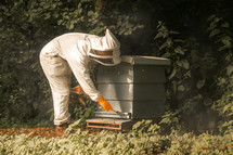 Beekeeper working with honey bees in a bee hive