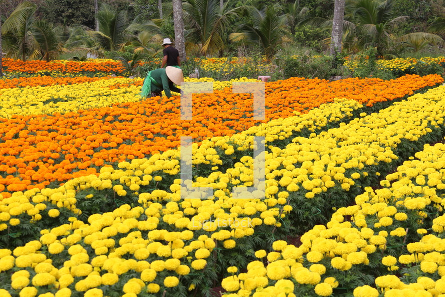 Flower Grows in Vietnam