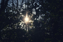 sunburst through the leaves of trees 
