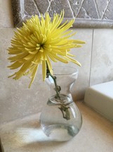 yellow flower in a vase of water 