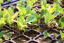 lettuce seedlings