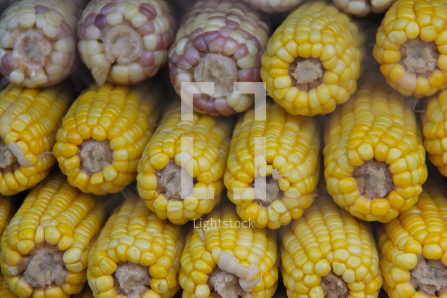 Corn or Maize Cobs 