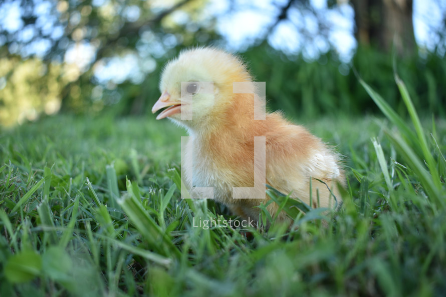 baby chicken 