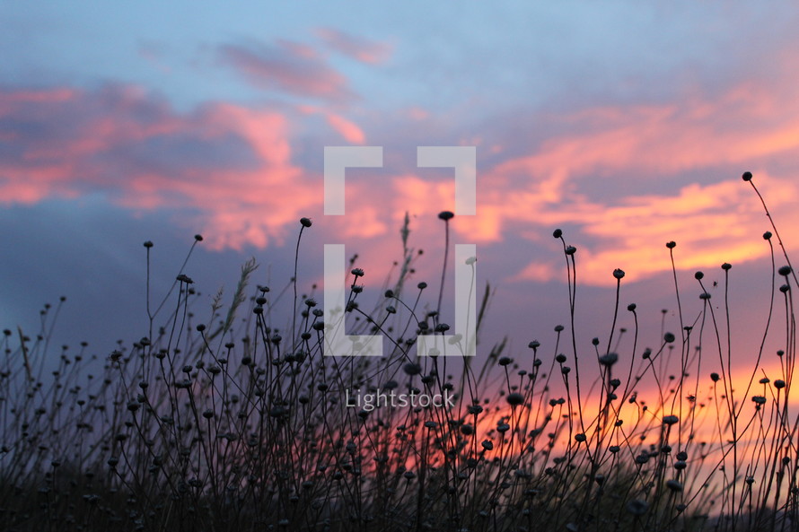 silhouettes of flowers under a pink sky at sunset 
