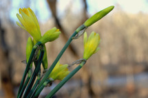 blooming daffodils 