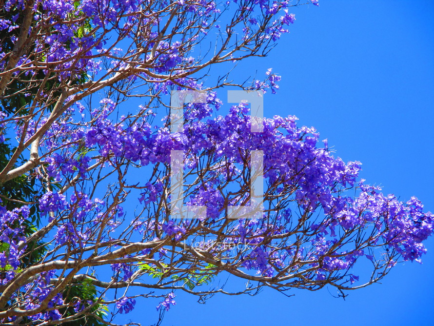 purple spring flowers on a tree