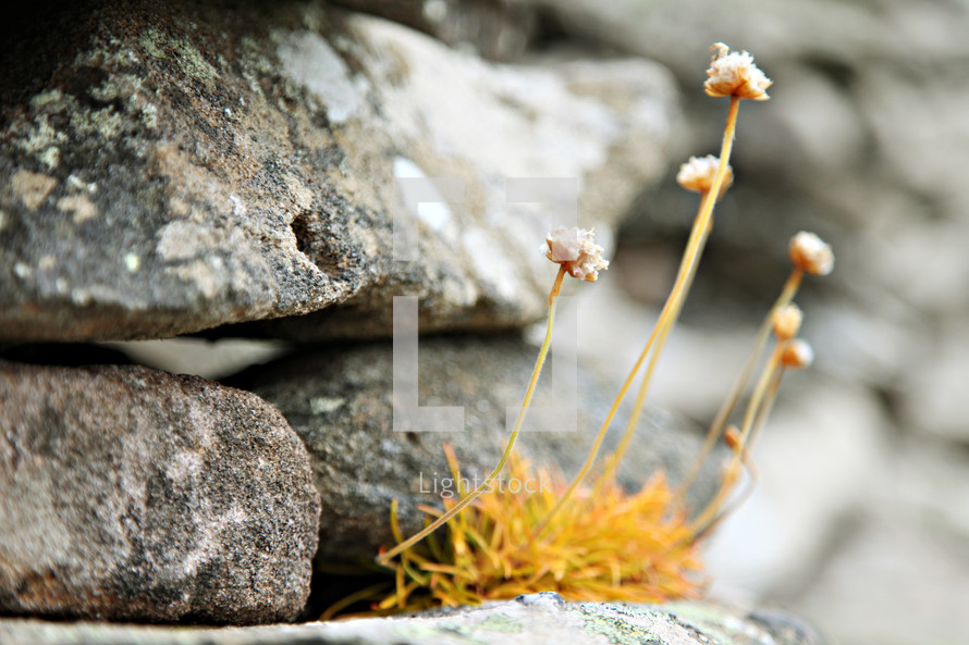 wildflowers growing in the cracks between stones 