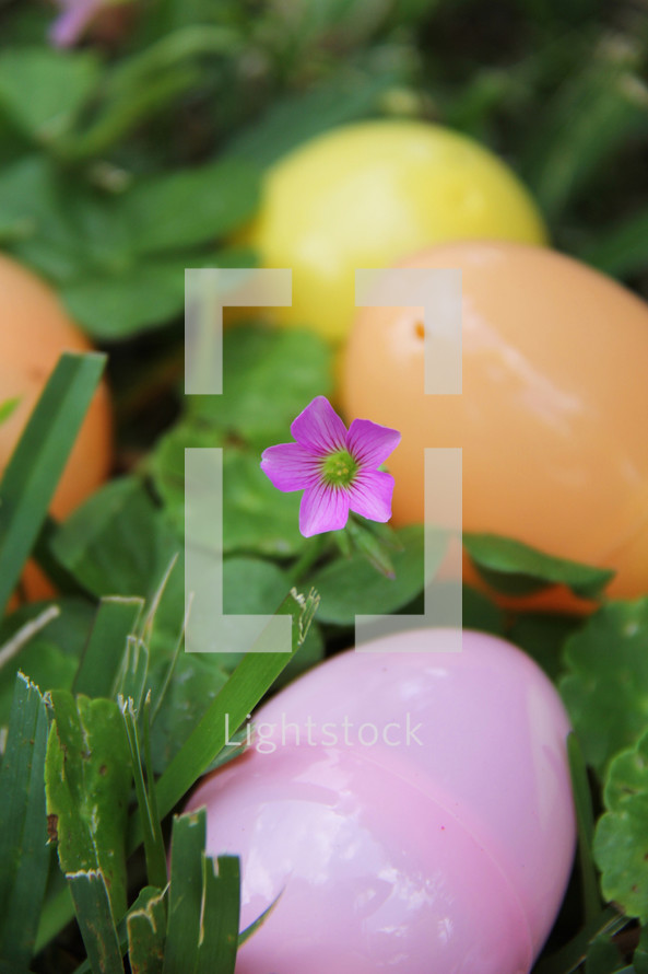plastic Easter eggs in the grass and a fuchsia flower