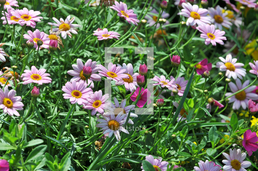 flower bed of pink daisies 