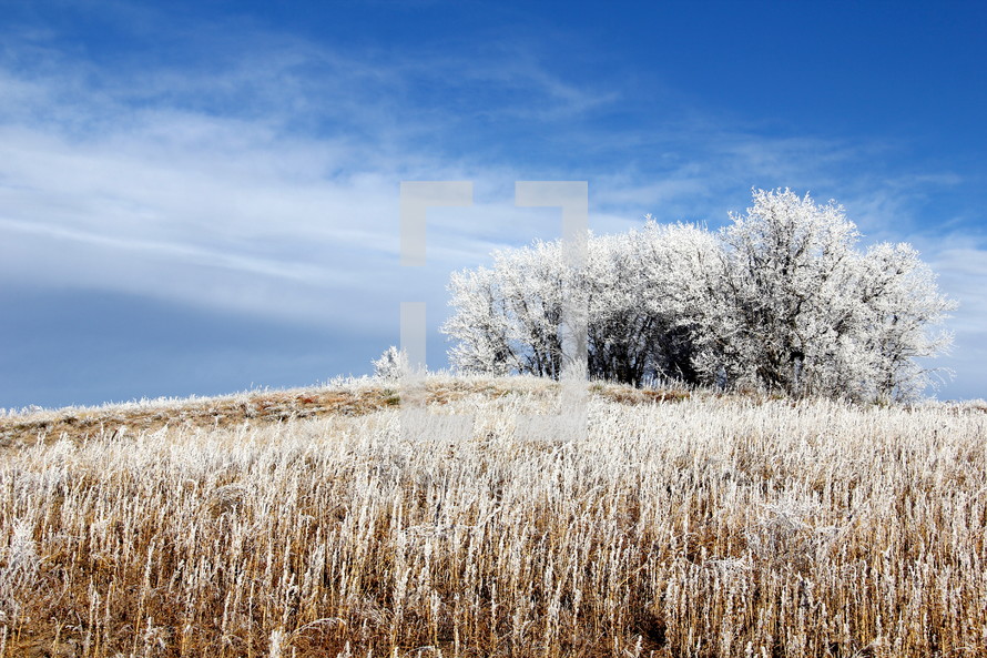 Winter field 