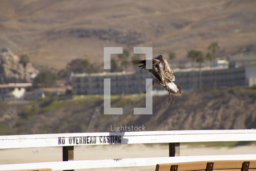 seagull landing on a railing 