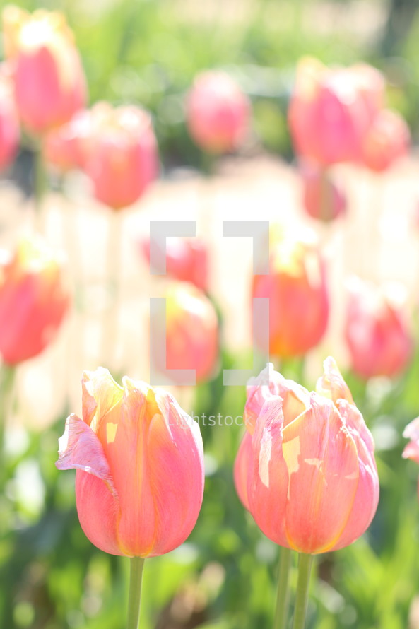 tulips in sunlight 