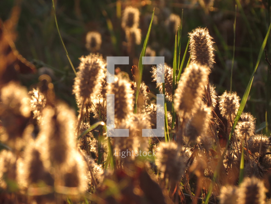 Tall grasses and dried flowers. 
