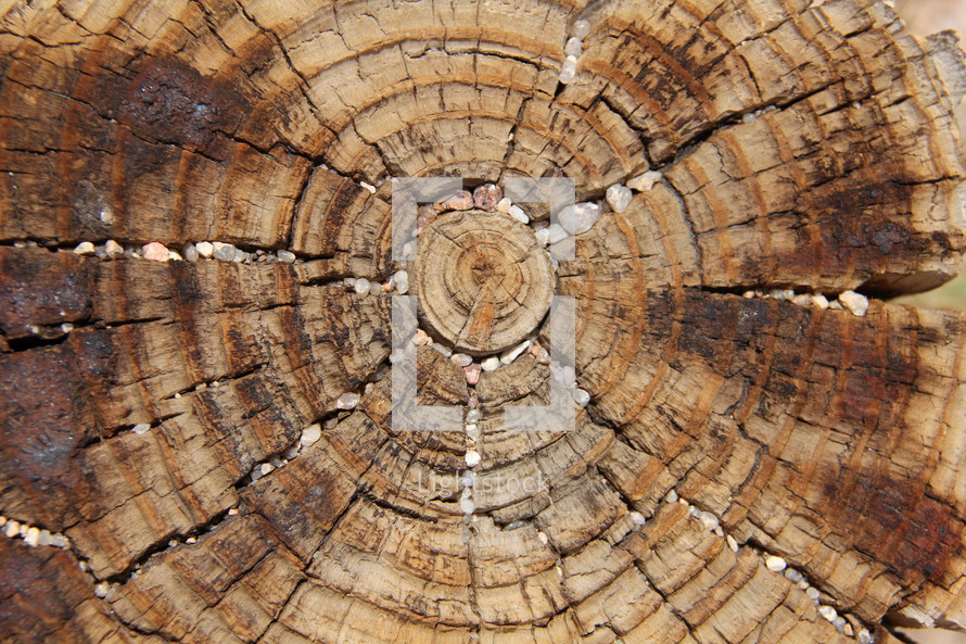 Wood rings of a tree