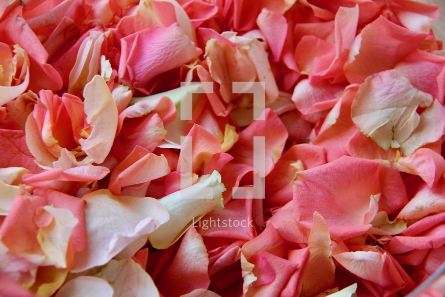 pink rose petal background 