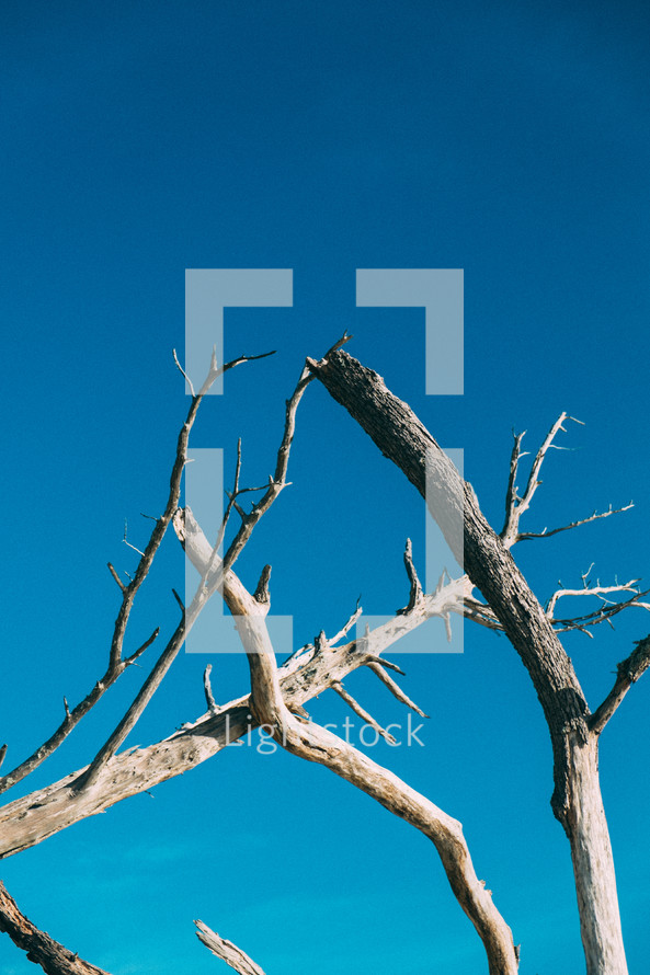 driftwood against a blue sky