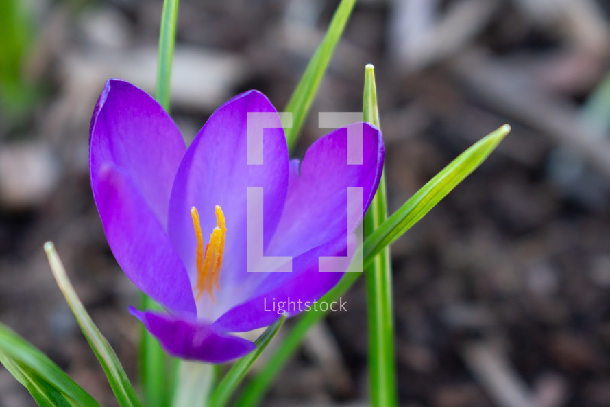 purple crocus flower 