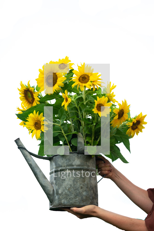 bouquet of sunflowers in a watering can 