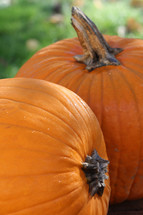 orange pumpkins closeup 