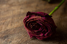 dried rose 
