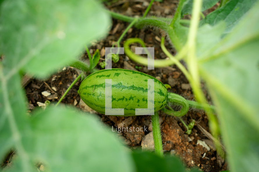 watermelons growing on the vine 
