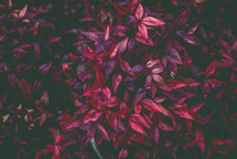 red leaves on a plant 