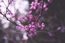 pink blossoms on a spring tree branch 